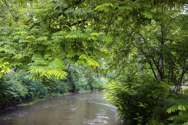 The River Ilm in Weimar at the park of the same name