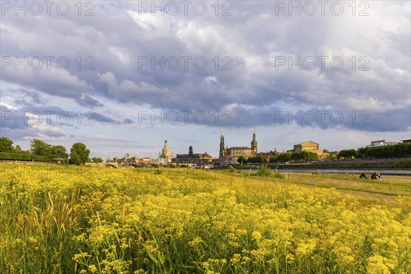 Flowering Elbe meadows in Dresden's Old Town with silhouette