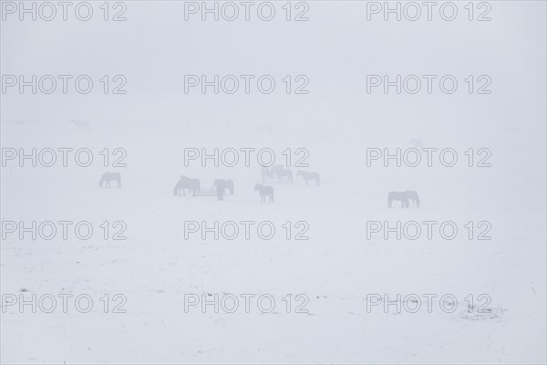 Horses in a snowy paddock at Hengstberg