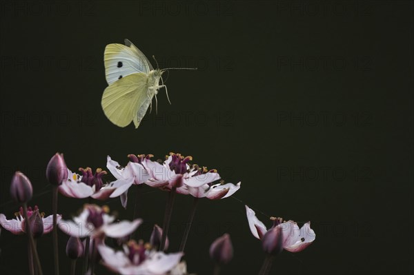 Small white (Pieris rapae) in flight over flowering rush (Butomus umbellatus), Hesse, Germany,