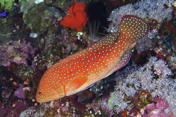 Jewel grouper (Cephalopholis oligosticta), Daedalus Reef dive site, Egypt, Red Sea, Africa