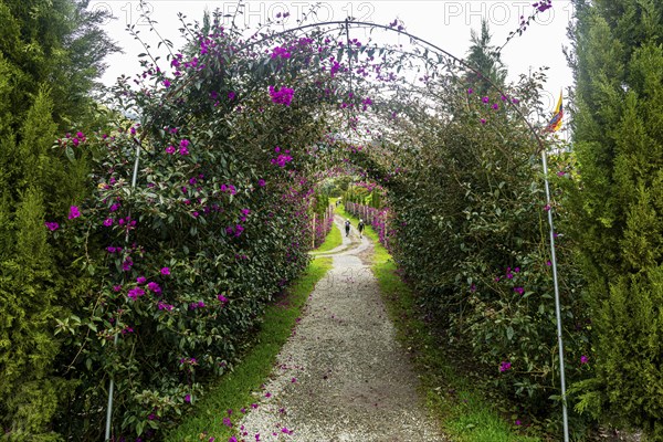 Flower bush entrance, Cocora valley, Unesco site coffee cultural landscape, Salento, Colombia,
