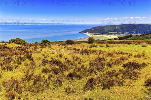 Upland with moor heath, view of coastline on Bristol Channel, Exmoor National Park, Porlock,