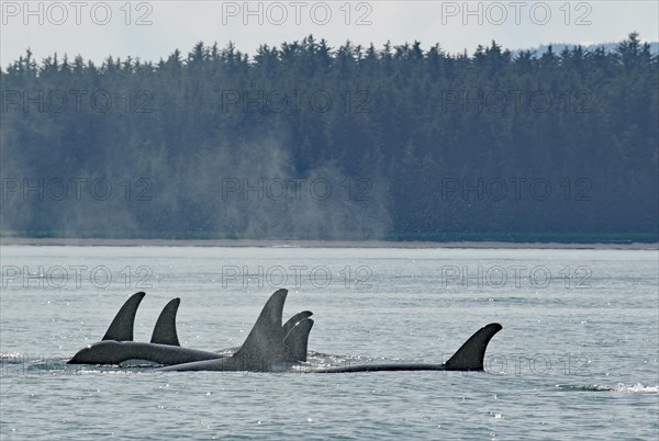 Size Group of Orca Whales Moving Close Together through Water, Coast and Forest, Inside Passage,