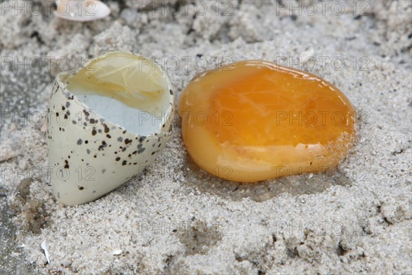 Ringed Plover (Charadrius hiaticula), examination of an egg at the end of the incubation period,