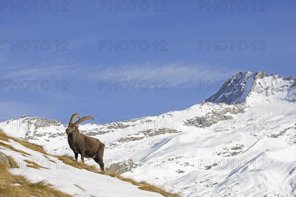 Alpine ibex (Capra ibex) male foraging in the snow in winter in the Gran Paradiso National Park,