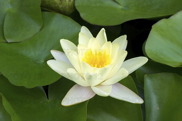 Water lily, white (Nymphaea alba), Baden-Württemberg, Germany, Europe