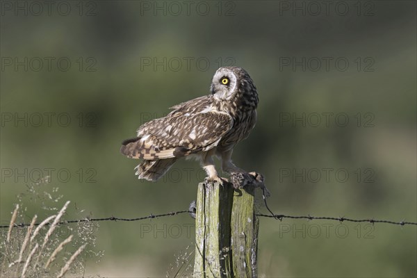 Short-eared owl (Asio flammeus) (Asio accipitrinus) perched on fence post along field with caught