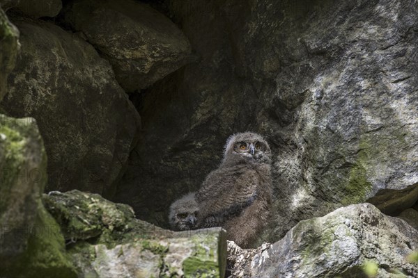 Two Eurasian eagle owl (Bubo bubo) chicks, fledglings sitting in nest on rock ledge in cliff face
