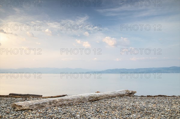Deadwood on the bank, dawn, morning glow, summer, Argen estuary, Langenargen, Baden-Württemberg,