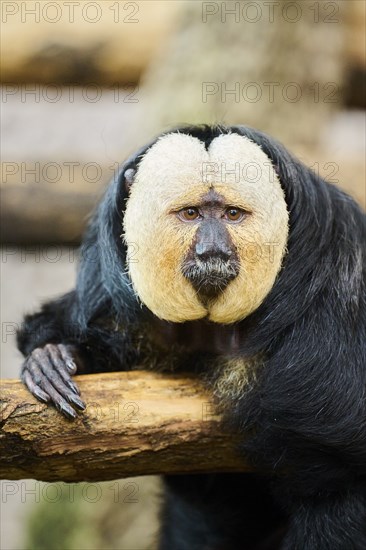 White-faced saki (Pithecia pithecia), male, portrait, captive, Germany, Europe