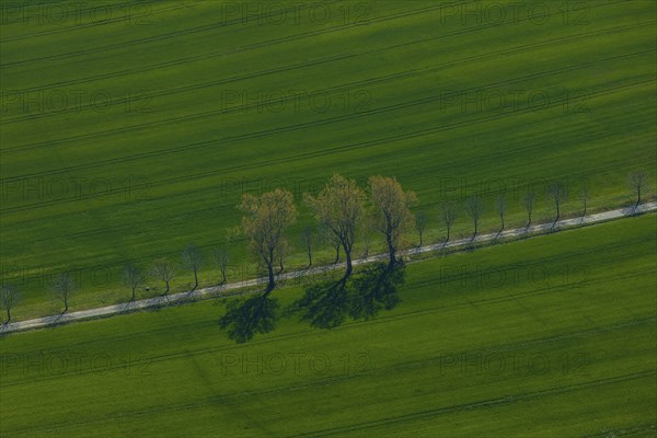 DEU Saxony Grossenhain (Â© Sylvio Dittrich +49 1772156417) Field near Grossenhain in springtime