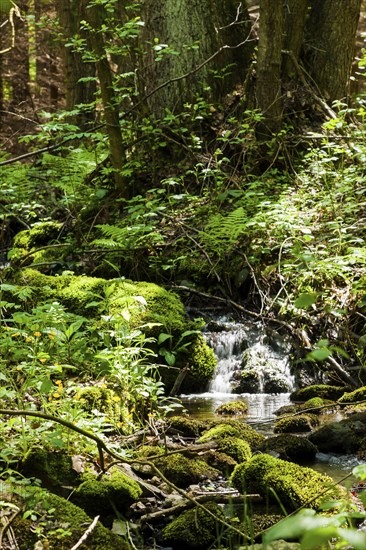 The Tharandt Forest, formerly known as the Grillenburg Forest, is a landscape in the centre of