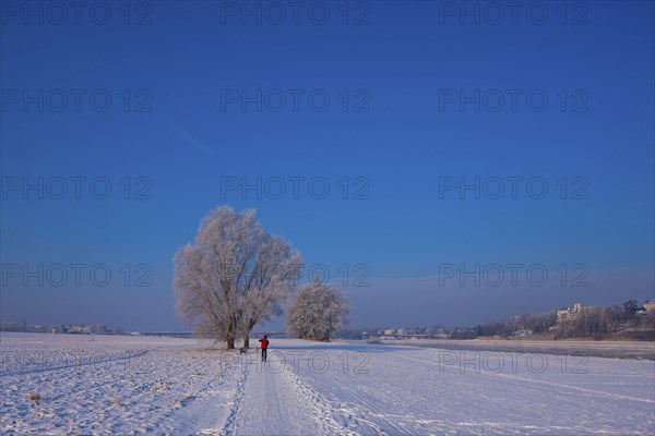 Jogger on the Elbe in Dresden