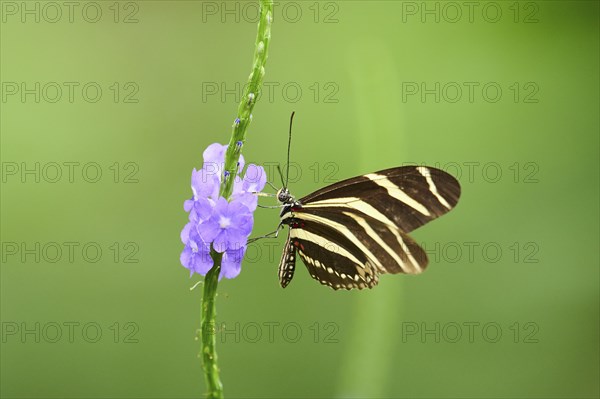Zebra longwing (Heliconius charithonia) on a blossom, captive, Germany, Europe