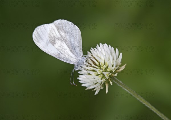 Butterfly Leptidea sp. of the whitefly family, Valais, Switzerland, Europe
