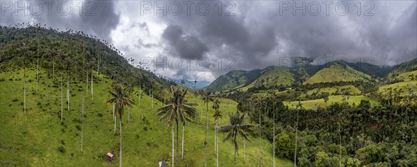 Wax palms largest palms in the world, Cocora valley, Unesco site coffee cultural landscape,