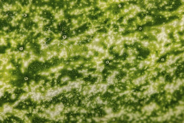 Macro-photograph of the skin of a field cucumber (Cucumis sativus)