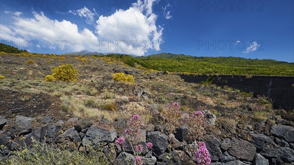 Lava rocks, yellow and purple flowers, Etna, volcano, Eastern Sicily, Sicily, Italy, Europe