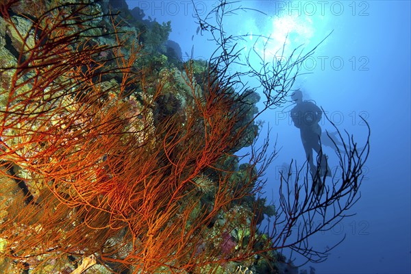 Gegelichtaufnahme von Schwarze Korallen (Antipathes dichotoma) an Steteilwand Drop Off von