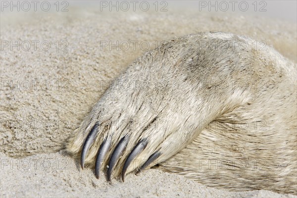 Common seal (Phoca vitulina), found dead on the beach, detail of the fin of a dead seal, Lower