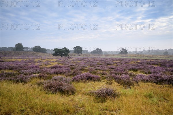 Wide landscape with flowering heather and single trees, Westruper Heide, Haltern, North