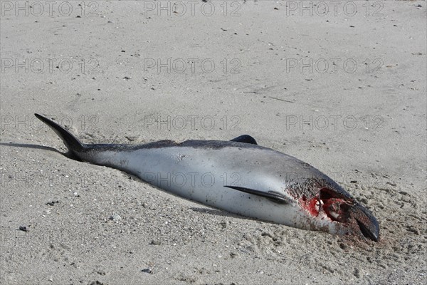 Harbour porpoise (Phocoena phocoena), found dead on the beach, hit on the head by a ship's