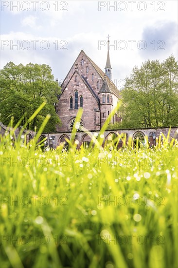 Historic monastery church with grass in the foreground, Hirsau, Black Forest, Germany, Europe