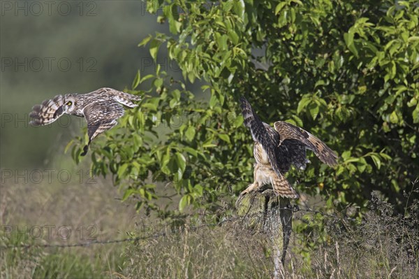 Short-eared owl (Asio flammeus) (Asio accipitrinus) pair landing on fence post along field