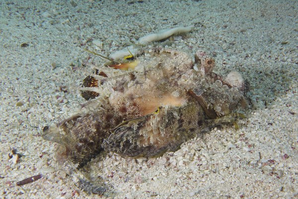 Red Sea Walkman Filament Devilfish (Inimicus filamentosus) Devilfish, Dive Site House Reef,