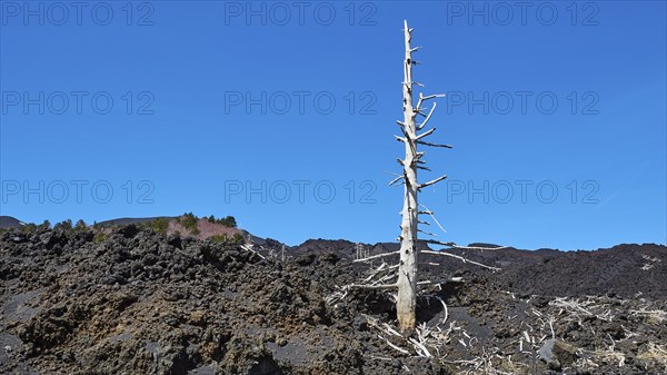 Lava field, dead white tree, blue sky, Etna, volcano, Eastern Sicily, Sicily, Italy, Europe