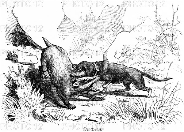 Badger and basset hound, Hubertus hunting and hunting scenes, wild animals, bite, neck, fight,