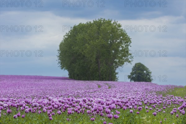 Poppy cultivation in Saxony