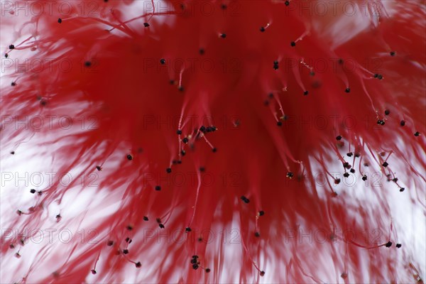 Red powder puff shrub (Calliandra tweedii)
