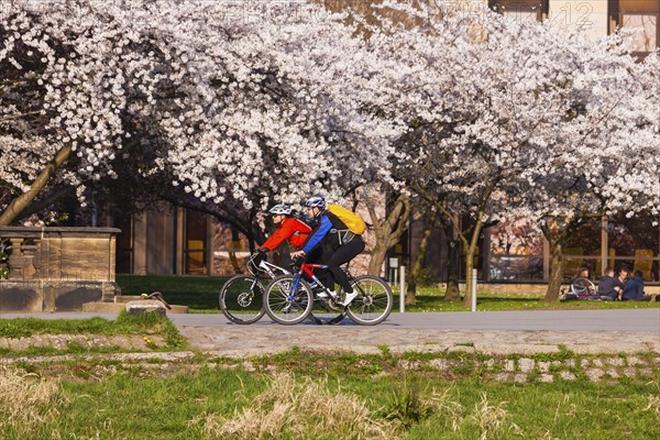 Spring on the Königsufer in Dresden