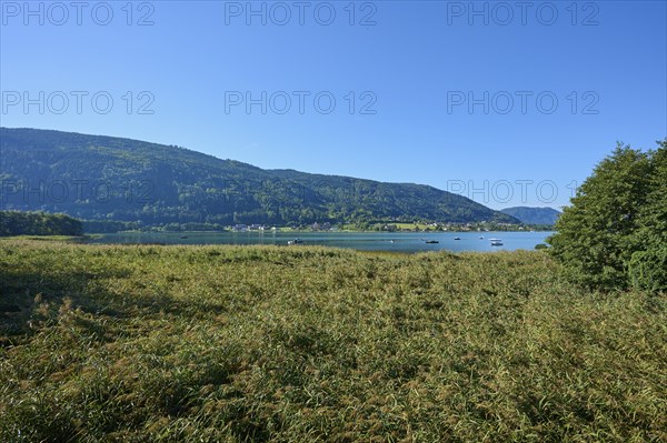 Reed area, summer, Bleistätter Moor, Steindorf am Ossiacher See, Lake Ossiach, Carinthia, Austria,