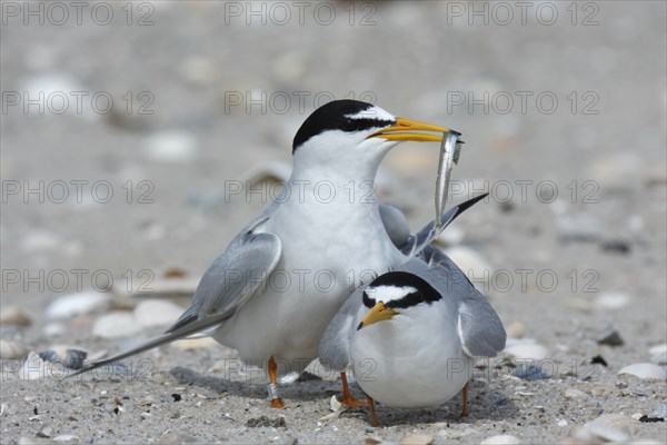 Little Tern (Sternula albifrons), pair during mating ritual, adult birds in courtship display, pair