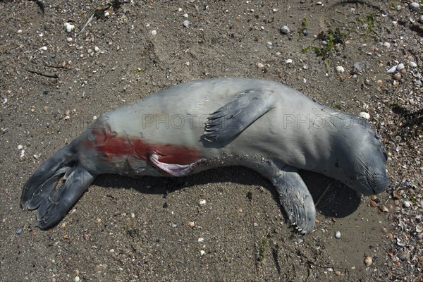 Common harbor seal (Phoca vitulina), found dead on the beach, stillborn, Lower Saxony Wadden Sea