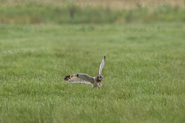 Short-eared owl (Asio flammeus) (Asio accipitrinus) in flight swooping down and grabbing mouse with