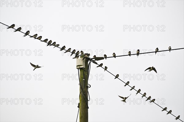 Barn swallows (Hirundo rustica) on telegraph line, Emsland, Lower Saxony, Germany, Europe