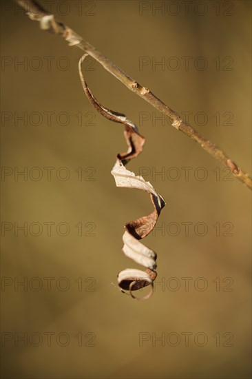 Eastern crack-willow (Salix euxina), dried leaf, detail, Upper Palatinate, Bavaria, Germany, Europe