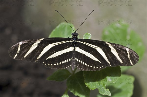 Zebra longwing (Heliconius charitonius) zebra heliconian, zebra butterfly on leaf, Costa Rica,