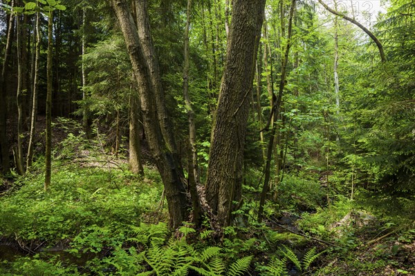 The Tharandt Forest, formerly known as the Grillenburg Forest, is a landscape in the centre of
