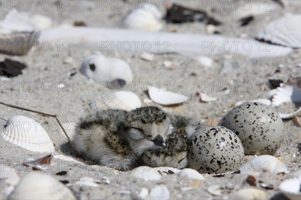 Ringed Plover (Charadrius hiaticula), clutch on the beach, search image, well camouflaged on the