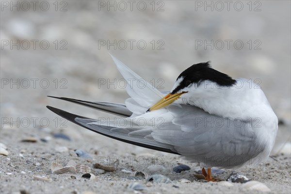 Little Tern (Sternula albifrons), grooming its feathers on the beach, Lower Saxony Wadden Sea