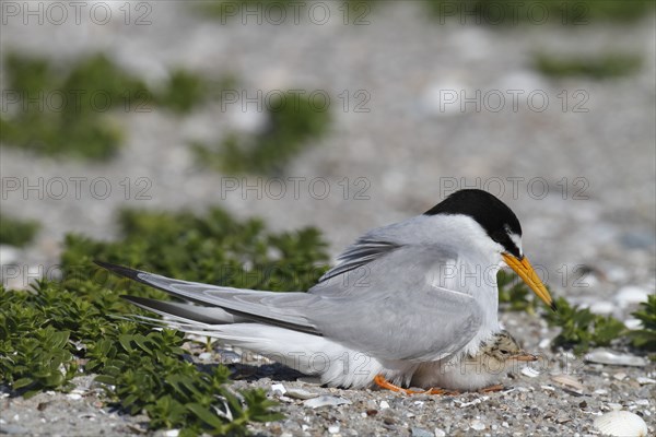 Little Tern (Sternula albifrons), adult bird hooting chicks, jumper being hooted, Lower Saxon