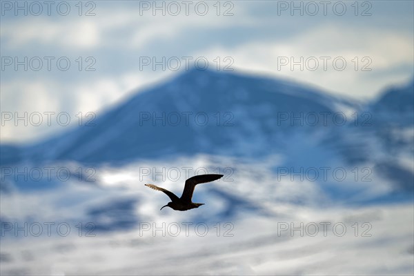 Whimbrel (Numenius phaeopus) in flight, behind Richardson Mountains, Yukon Territory, Canada, North