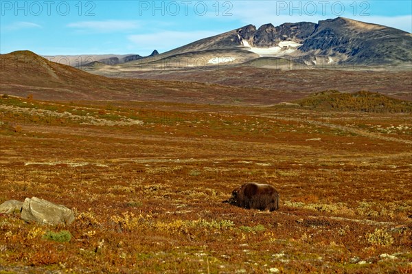 Musk ox (Ovibos moschatus) in Dovrefjell-Sunndalsfjella National Park, autumn, behind Snöhetta
