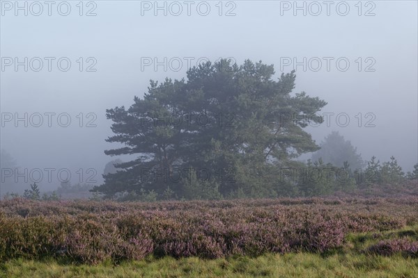 Heath landscape in early morning mist during the heath blossom m Lüneburger Heide nature reserve.