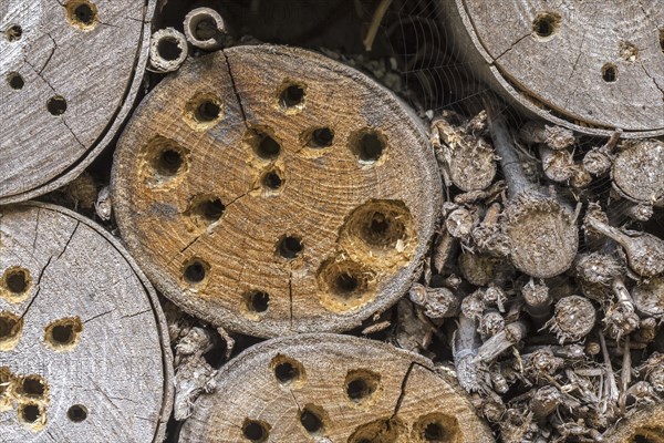 Insect hotel for solitary bees, nest holes, cavities in wood block damaged, hammered open and